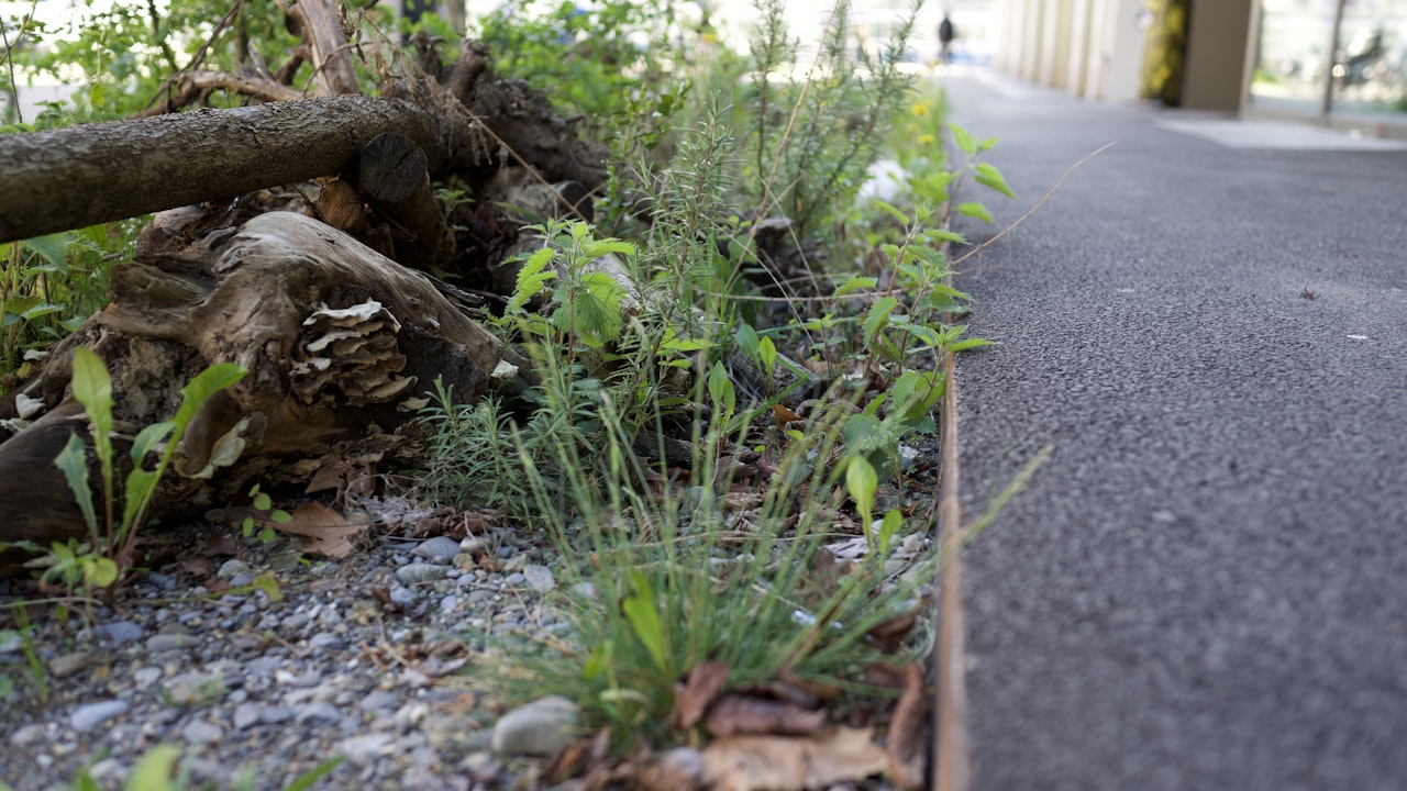 Ein clever gestalteter Vorplatz bietet Raum für Mensch und Tier – funktional, grün und voller Leben.