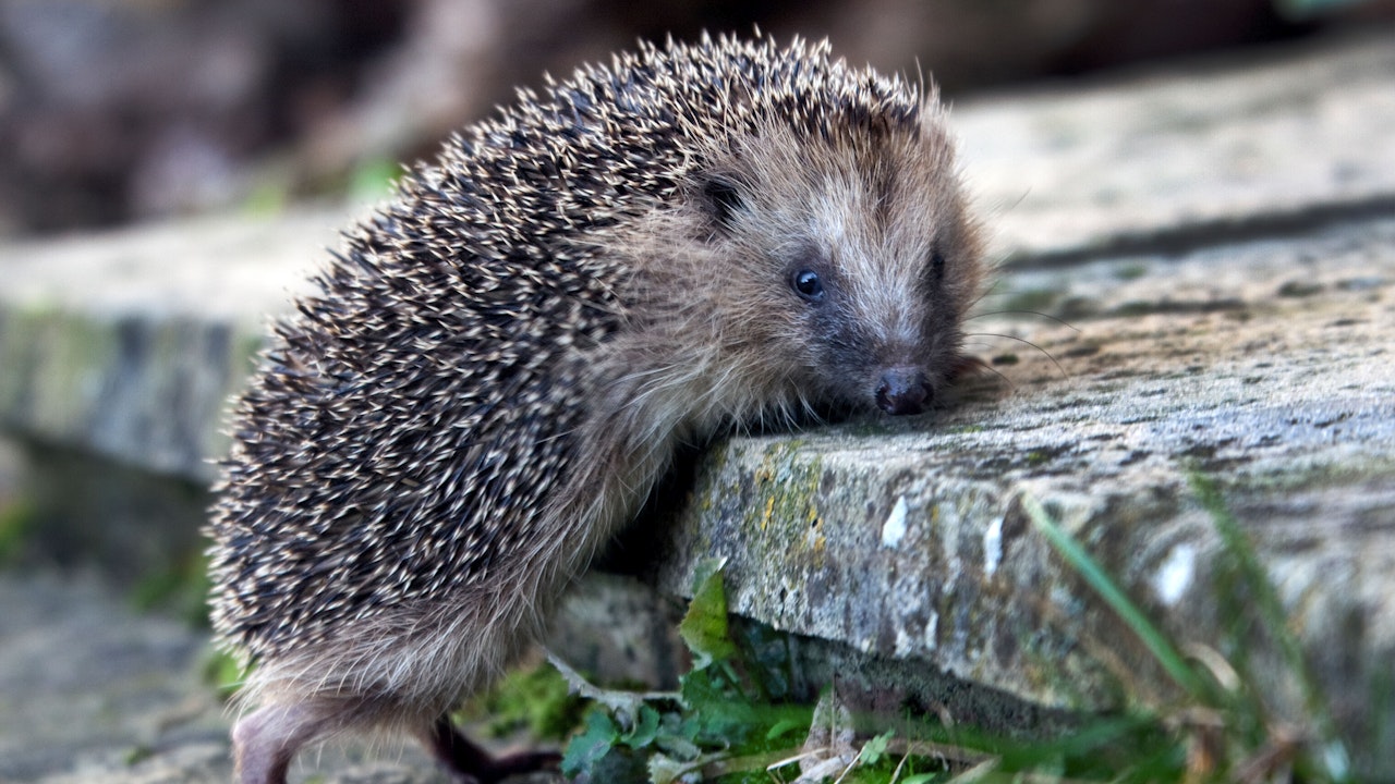 Oft sind Treppen für Igel unüberwindbar. Baue Zwischenstufen z. B. mit Ziegelsteinen ein.