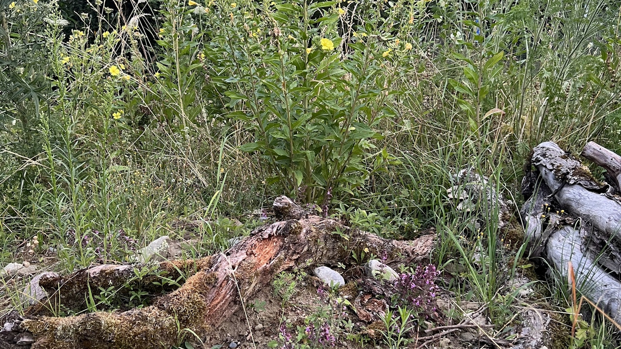 Sandlinsen für bodennistende Wildbienen kombiniert mit einer Wildblumenwiese ergänzen sich ideal.
