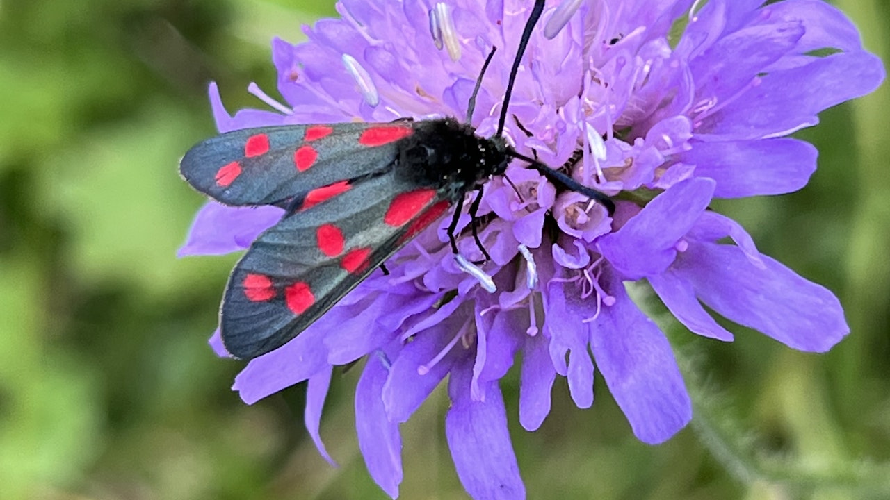 La scabiosa incontra i zigenidi