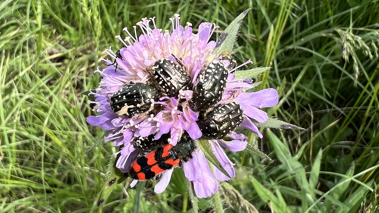 Wiesenblumen und ungemähte Ecken sind ein Schlaraffenland für Insekten und Käfer.