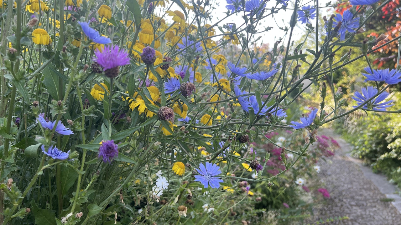 Sentieri con pietre da pavimentazione e una varietà di arbusti portano vita in giardino.
