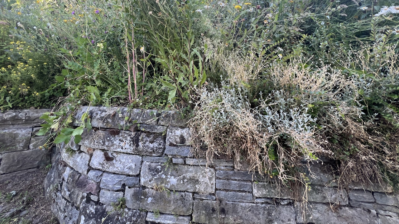 Les murs de pierres sèches offrent des refuges et constituent un abri pour les reptiles.