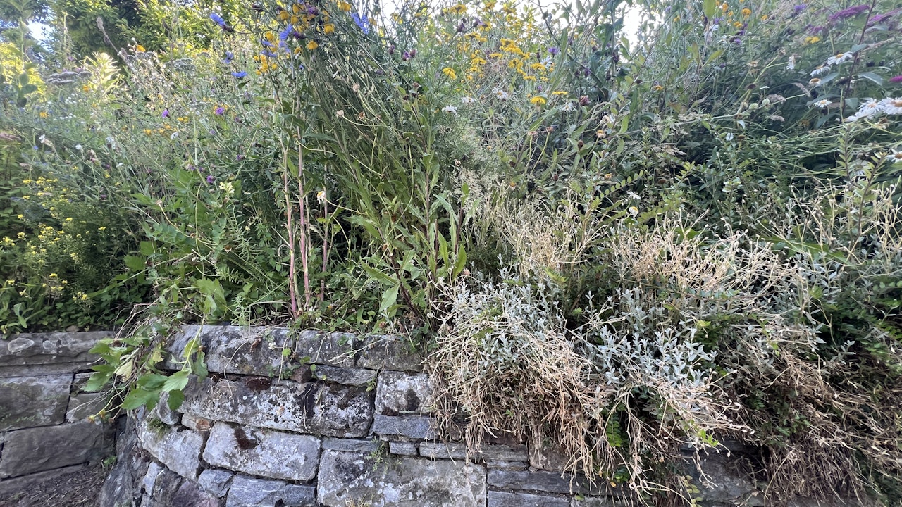 I muri a secco offrono rifugio e protezione ai rettili.