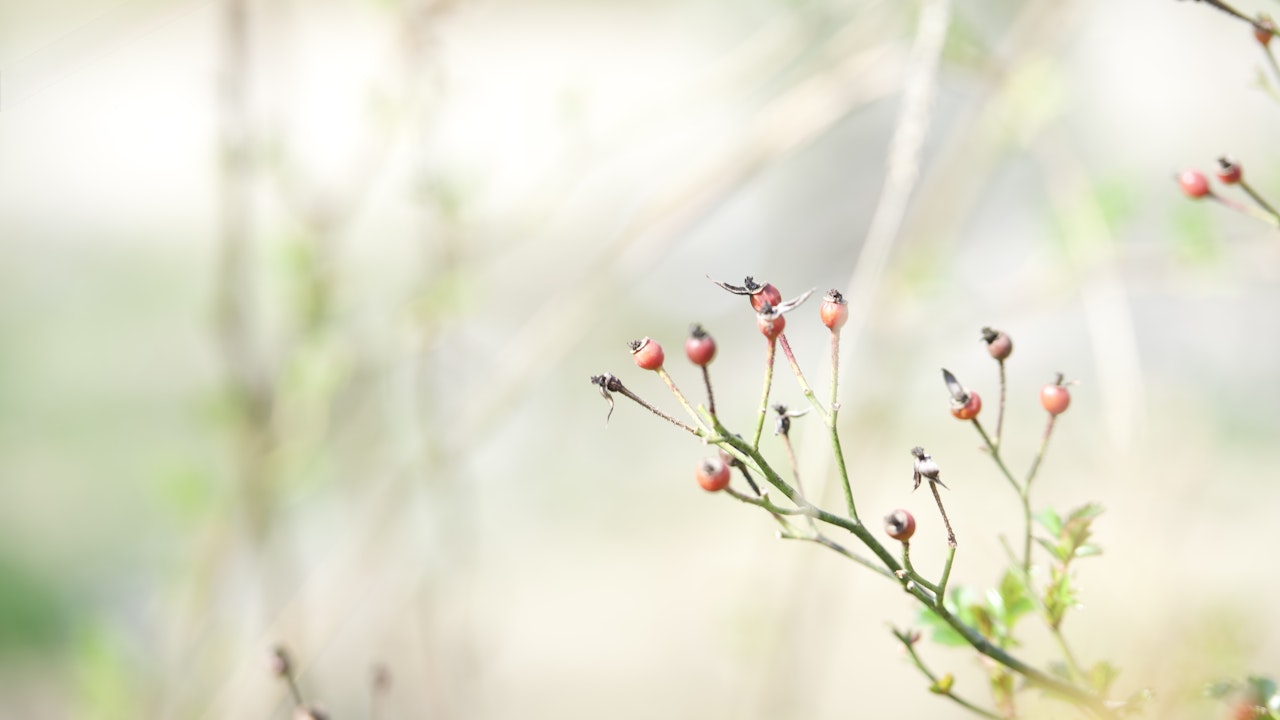 Statt eintöniger Steinflächen: Beerensträucher wie die Hagenbutte bringen Farbe, Leben und Nahrung für Mensch und Tier.