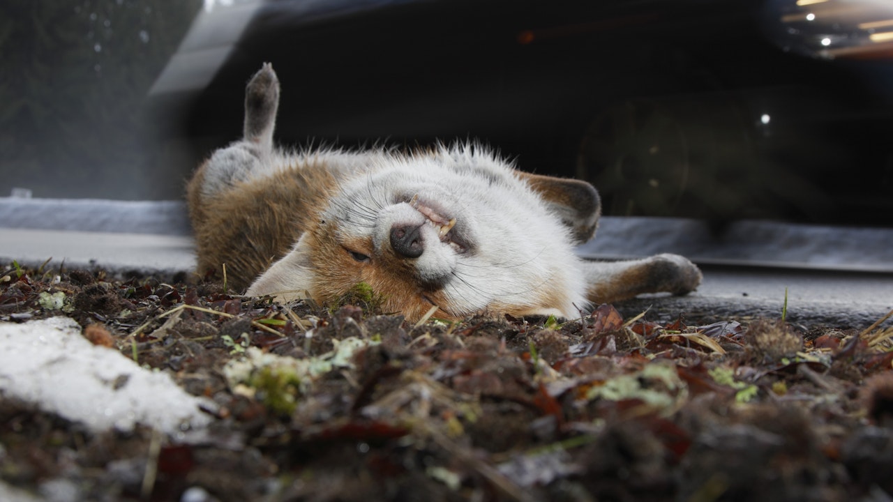 Täglich sterben unzählige Wildtiere auf unseren Strassen, weil sie beim Überqueren keine sicheren Übergänge finden und mit Fahrzeugen kollidieren.