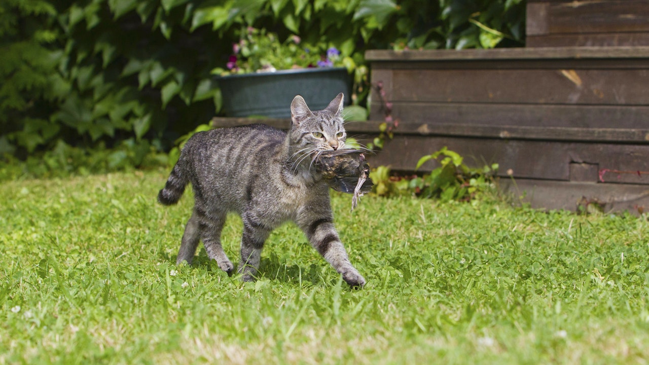 Freilaufende Katzen sind geschickte Jäger und stellen eine ernste Gefahr für Vögel, Reptilien und Kleinsäuger dar.