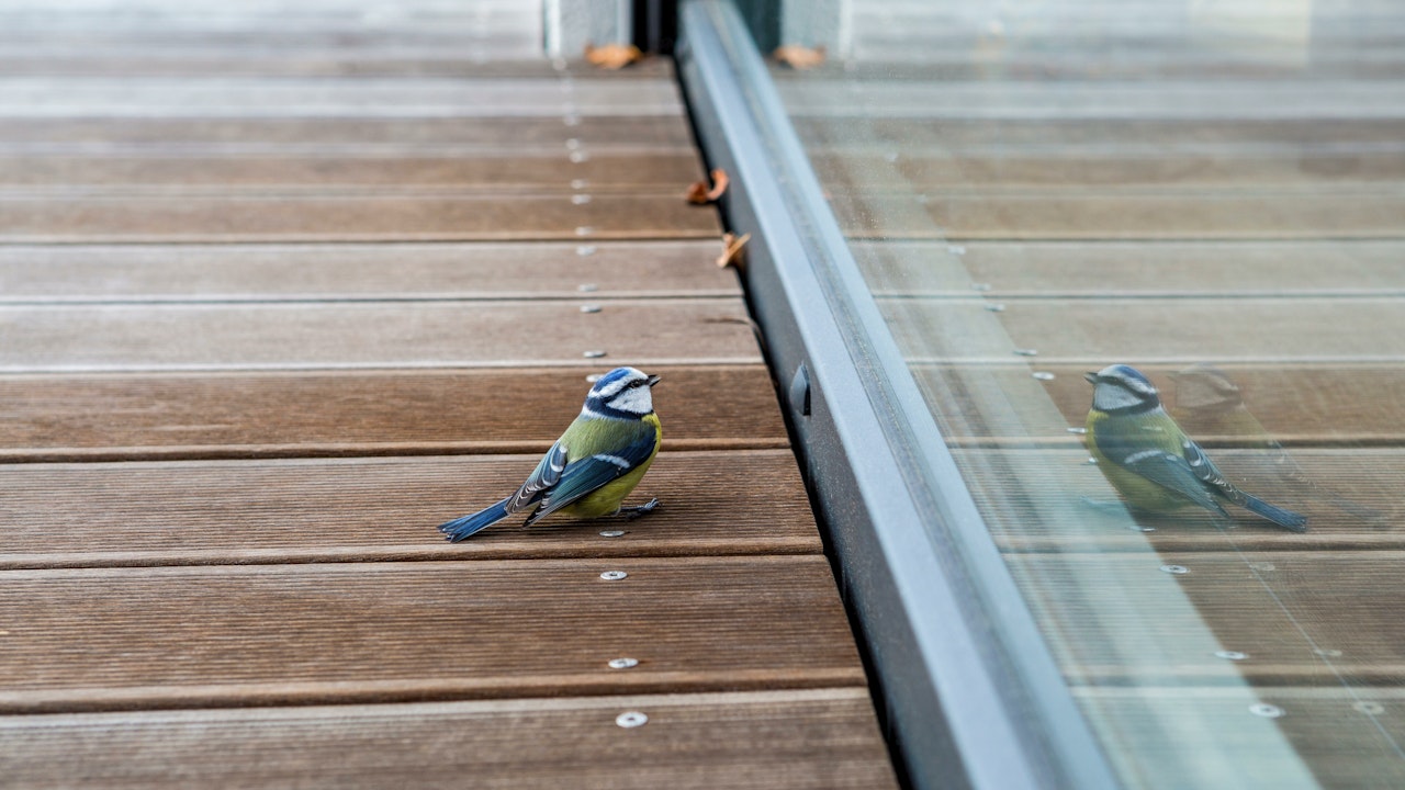 Glasflächen wie Fenster wirken für Vögel durchsichtig oder spiegelnd – sie erkennen das Hindernis nicht und verletzen sich oder sterben bei der Kollision.