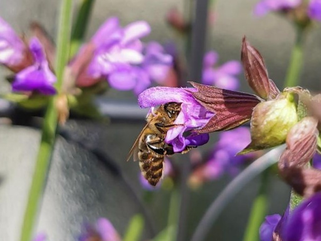 Honigbiene auf Salbei