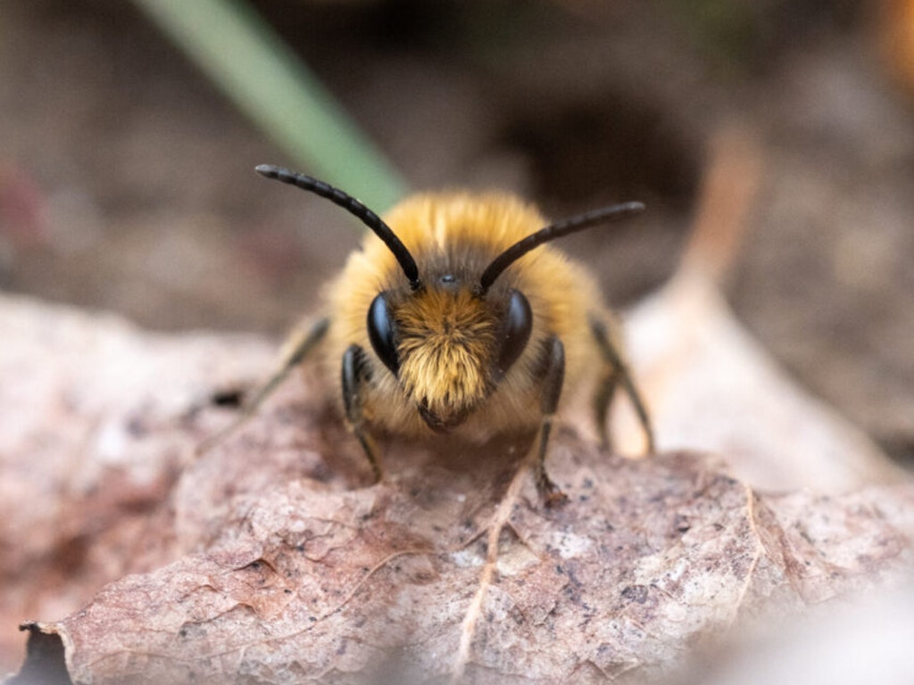 Frühlings-Seidenbiene