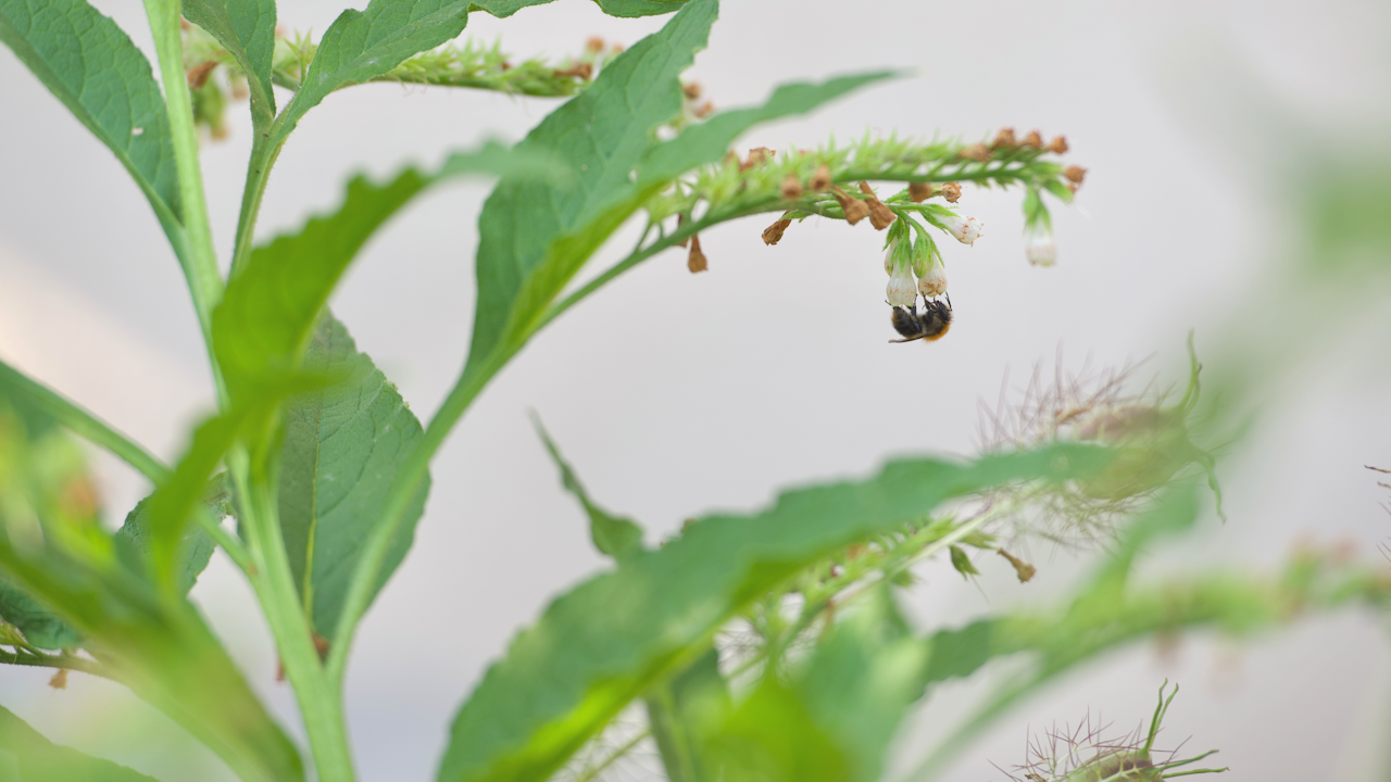 Wallwurz (Beinwell, Symphytum officinale) – wertvolle Nektarpflanze für Bienen, Hummeln und Schmetterlinge im naturnahen Garten.