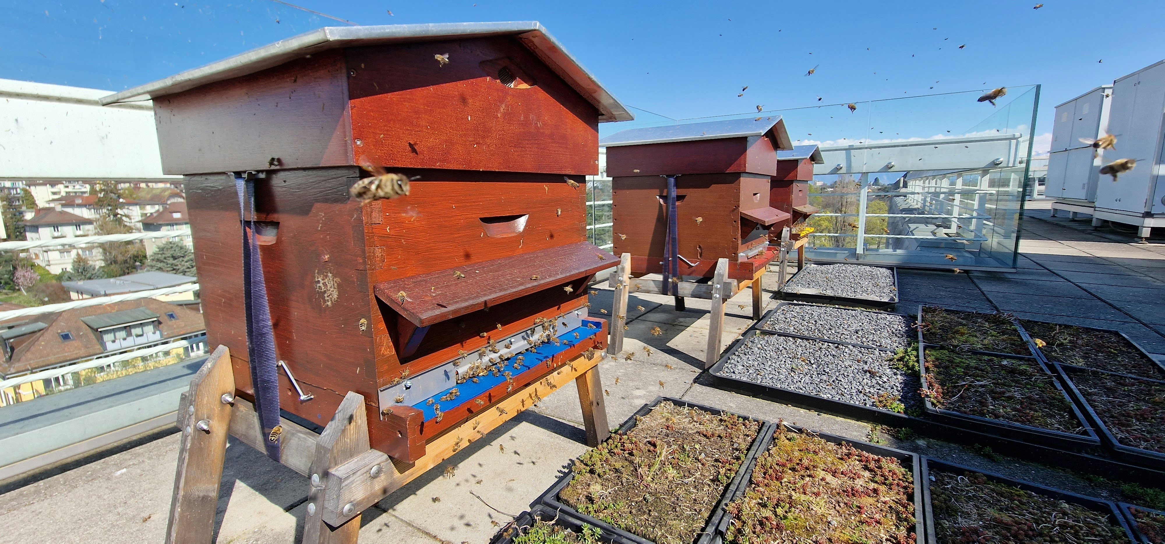 Association Apidae: Accueillez des ruches dans votre entreprise