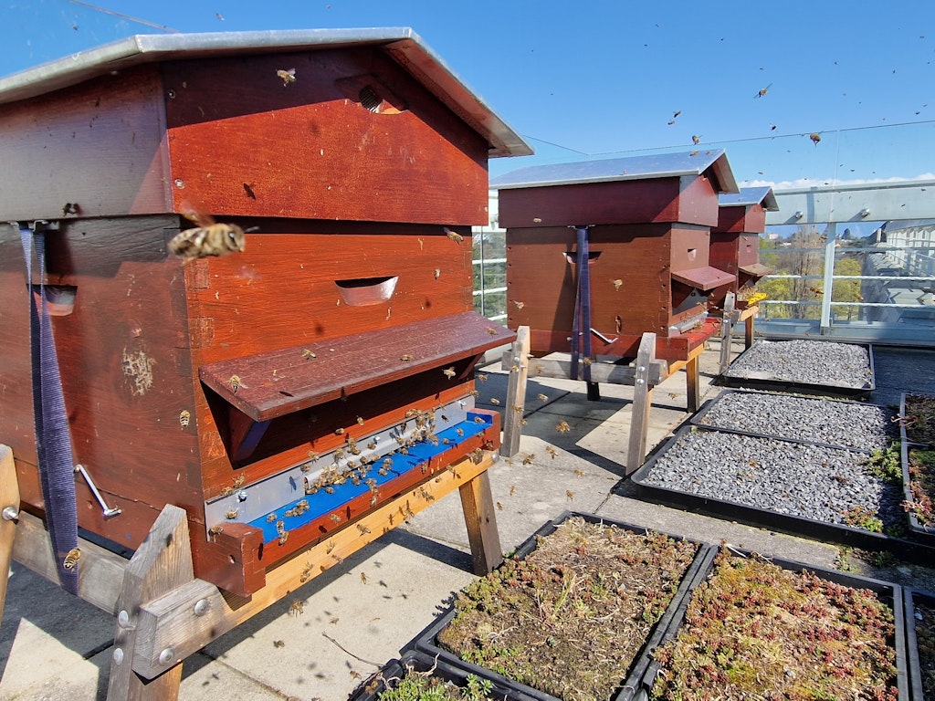 Association Apidae: Accueillez des ruches dans votre entreprise