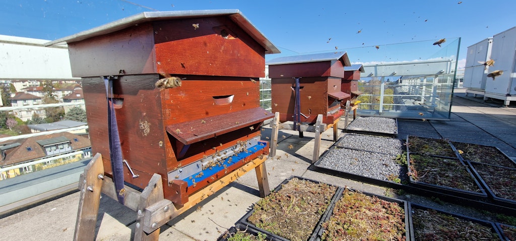 Association Apidae: Accueillez des ruches dans votre entreprise