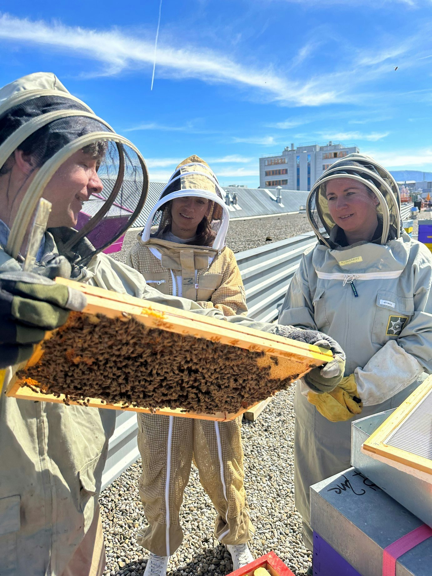 Association Apidae: abeilles