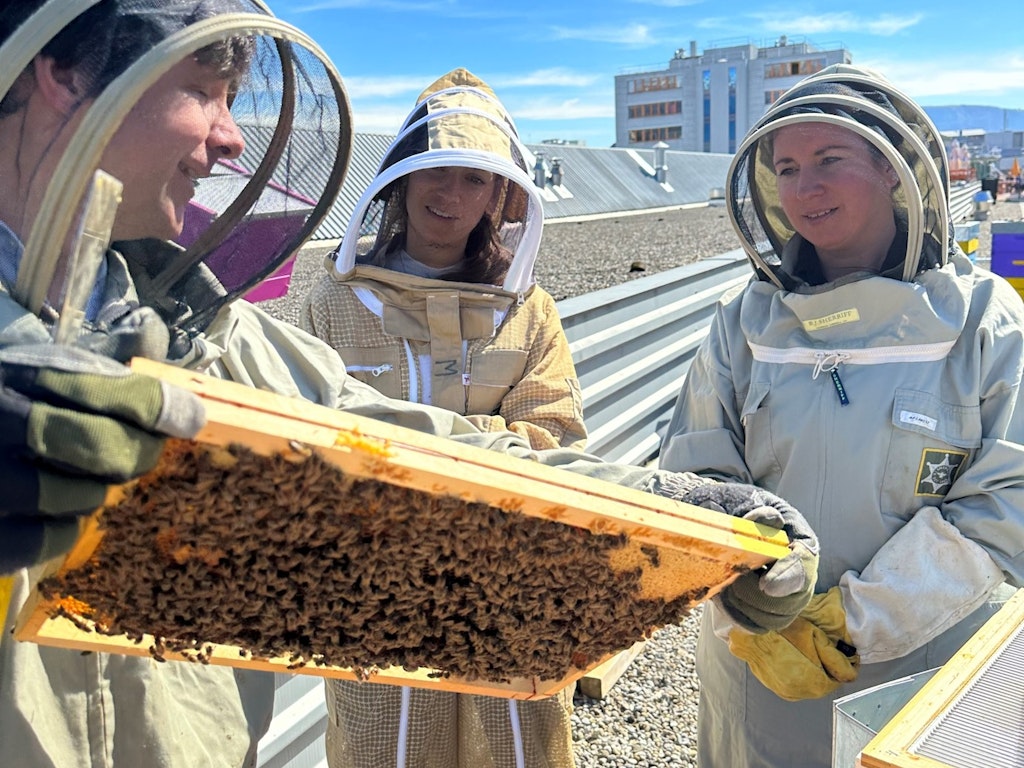 Association Apidae: abeilles