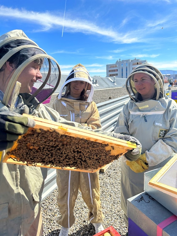 Association Apidae: abeilles
