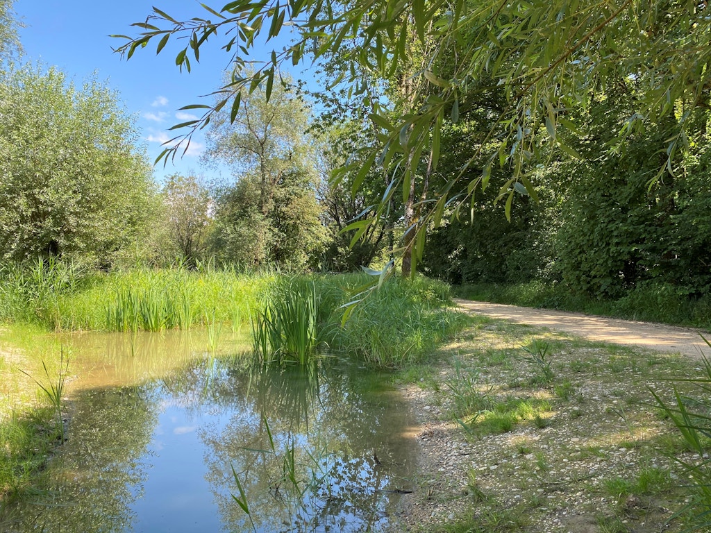 Das Mettmoos ist ein Amphibienlaichgebiet von nationaler Bedeutung. Die Stadt Biel engagiert sich zusammen mit dem Kanton dafür, dass sich die Amphibien hier wohlfühlen.