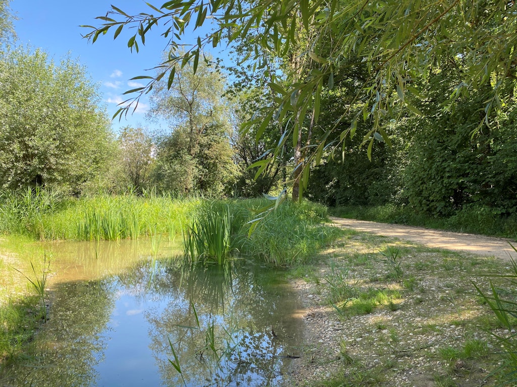 Das Mettmoos ist ein Amphibienlaichgebiet von nationaler Bedeutung. Die Stadt Biel engagiert sich zusammen mit dem Kanton dafür, dass sich die Amphibien hier wohlfühlen.