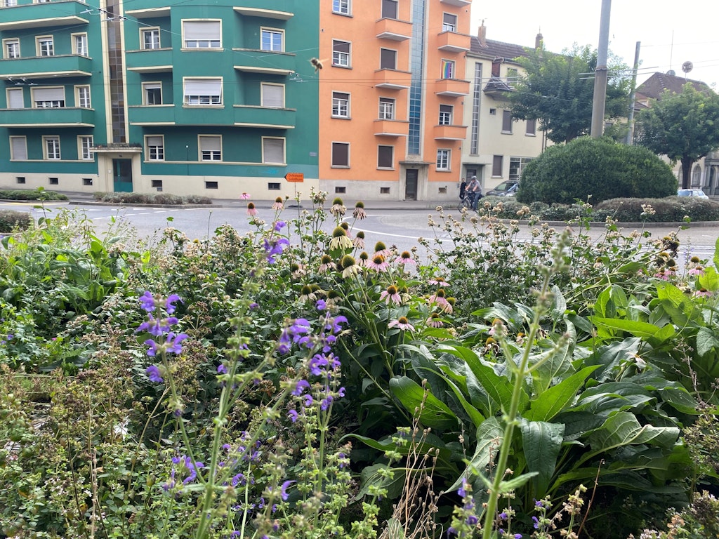 Die standortfremde Bepflanzung auf Kreiseln und anderen städtischen Grünflächen wurde durch eine Vielfalt an heimischen Stauden und Sträuchern ersetzt.