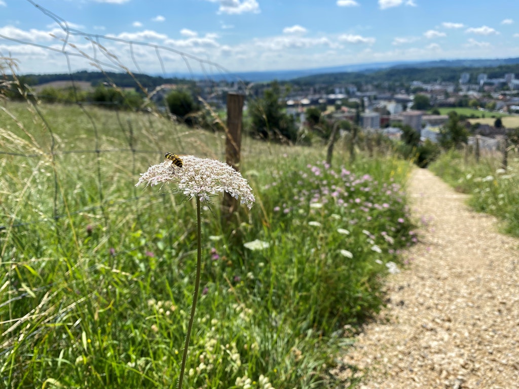 La Ville entretient la prairie sèche proche du stand de tir de Boujean de manière extensive et y a réalisé plusieurs mesures de mise en valeur.