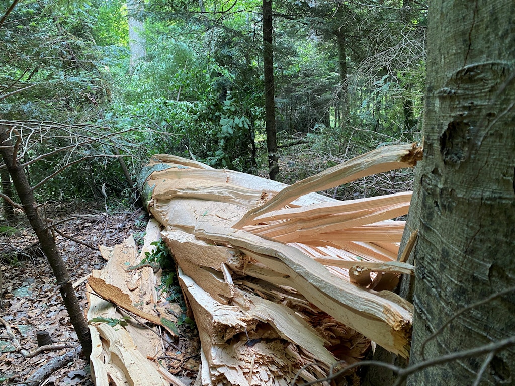 En 2025, une tempête a abattu plusieurs arbres dans la forêt funéraire de la Ville de Bienne. La majorité de ces arbres y restera et le bois mort servira d’habitat aux insectes, lichens et champignons.