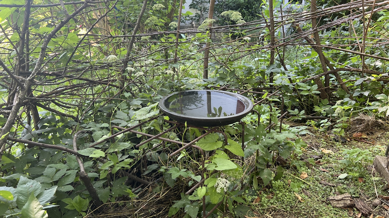 Un bain pour les oiseaux bien protégé et un abreuvoir doivent être remplis d’eau fraîche tous les jours.