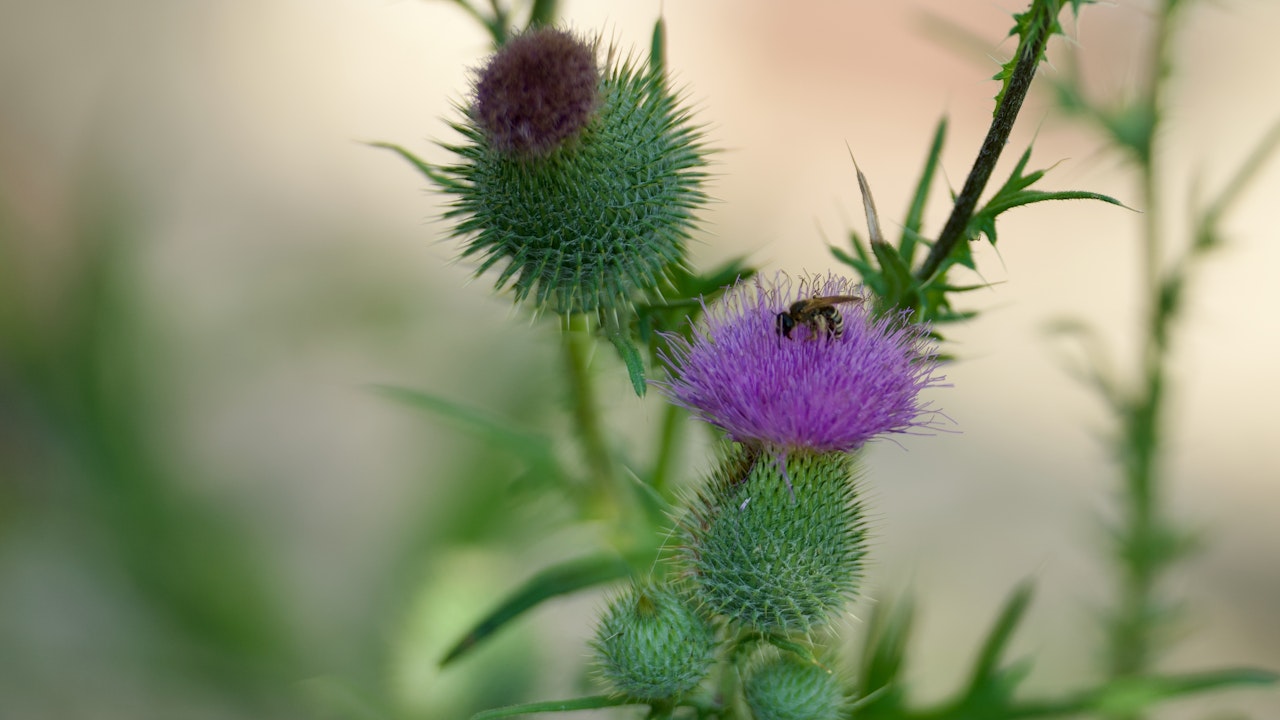 Distelarten bringen Leben in den Garten und fördern Biodiversität
