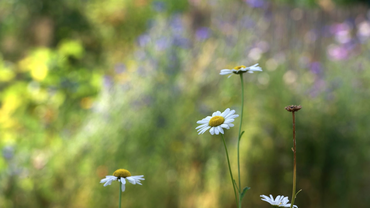 Bunte Blüten für Insekten – wertvolle Nahrungsquellen für Bienen, Hummeln und Schmetterlinge.