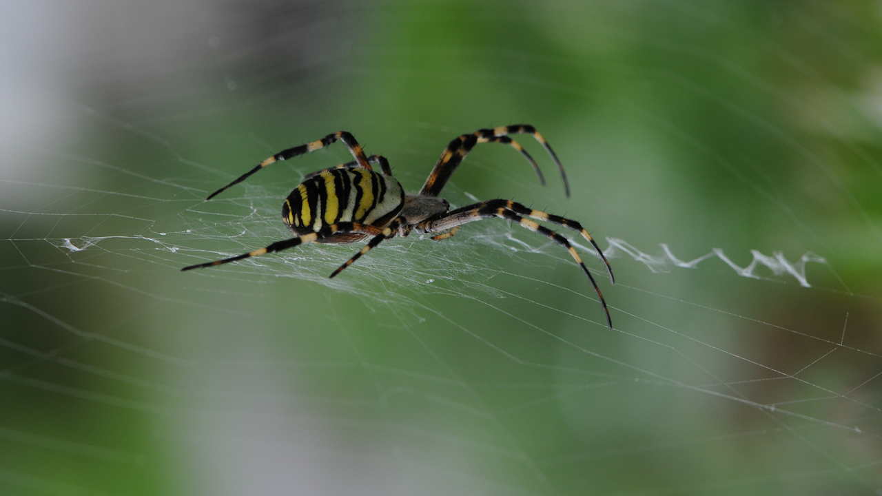 Les prairies de vivaces sauvages avec des plantes de différentes hauteurs et à l’abri des perturbations offrent un habitat idéal à l’agriope frelon qui aime la chaleur.