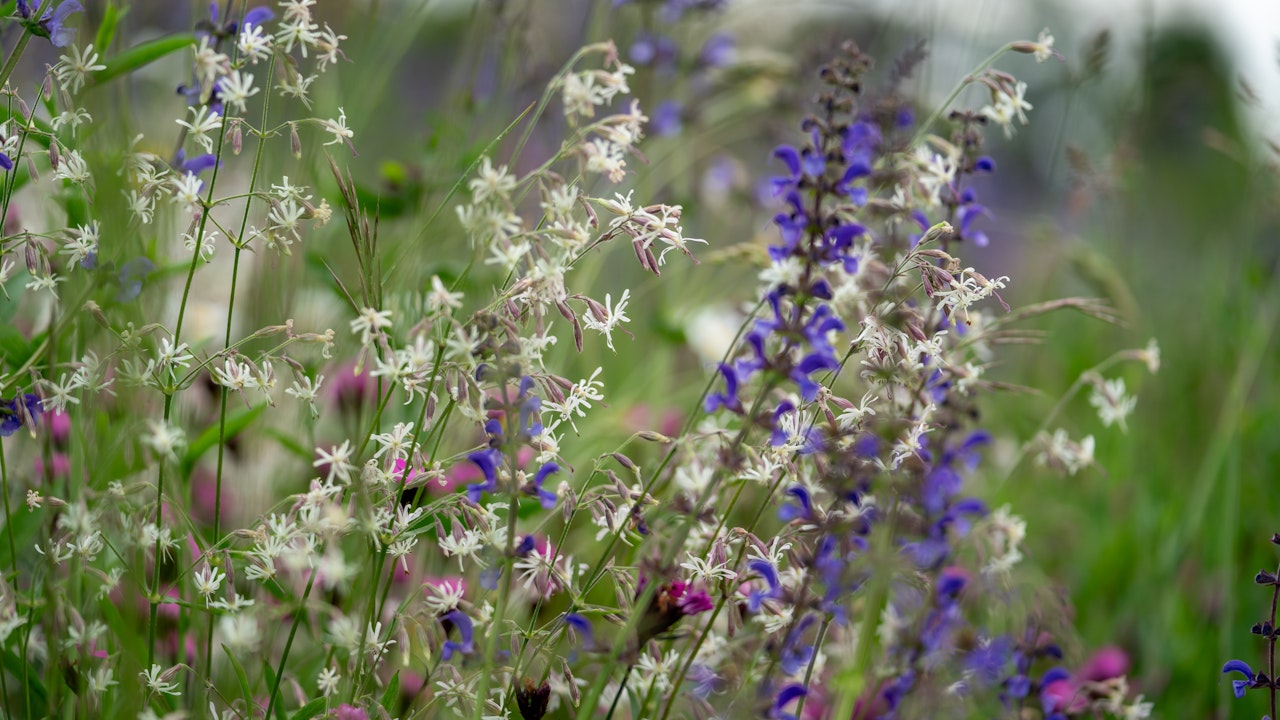 Eine bunte Blütenpracht erfreut nicht nur Menschen, sondern auch einheimische Insekten.