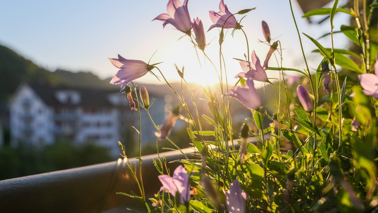 Glockenblumen auf dem Balkon.