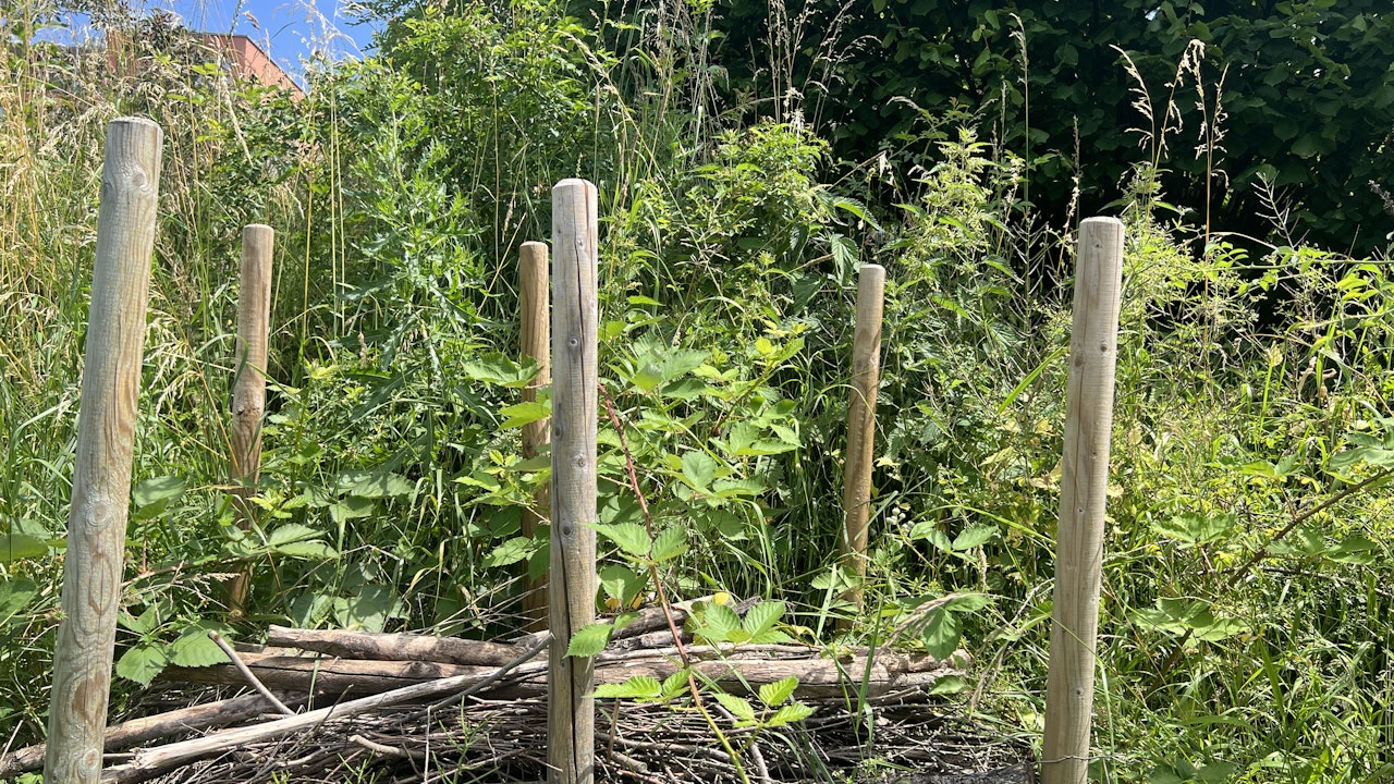 Eine Benjeshecke darf in keinem Garten fehlen. Sie ist Rückzugsort für Insekten und Reptilen und ebenso wichtig für Vögel.