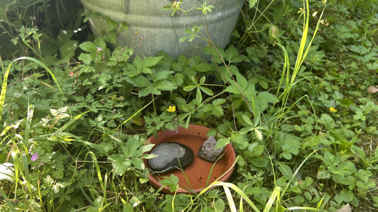 Von bodenebenen Wasserstellen profitieren insbesondere Igel.