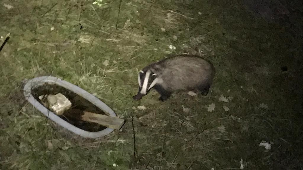 Dachse oder Füchse kommen in der Nacht gerne zum Trinken an die Wasserstellen im Garten.