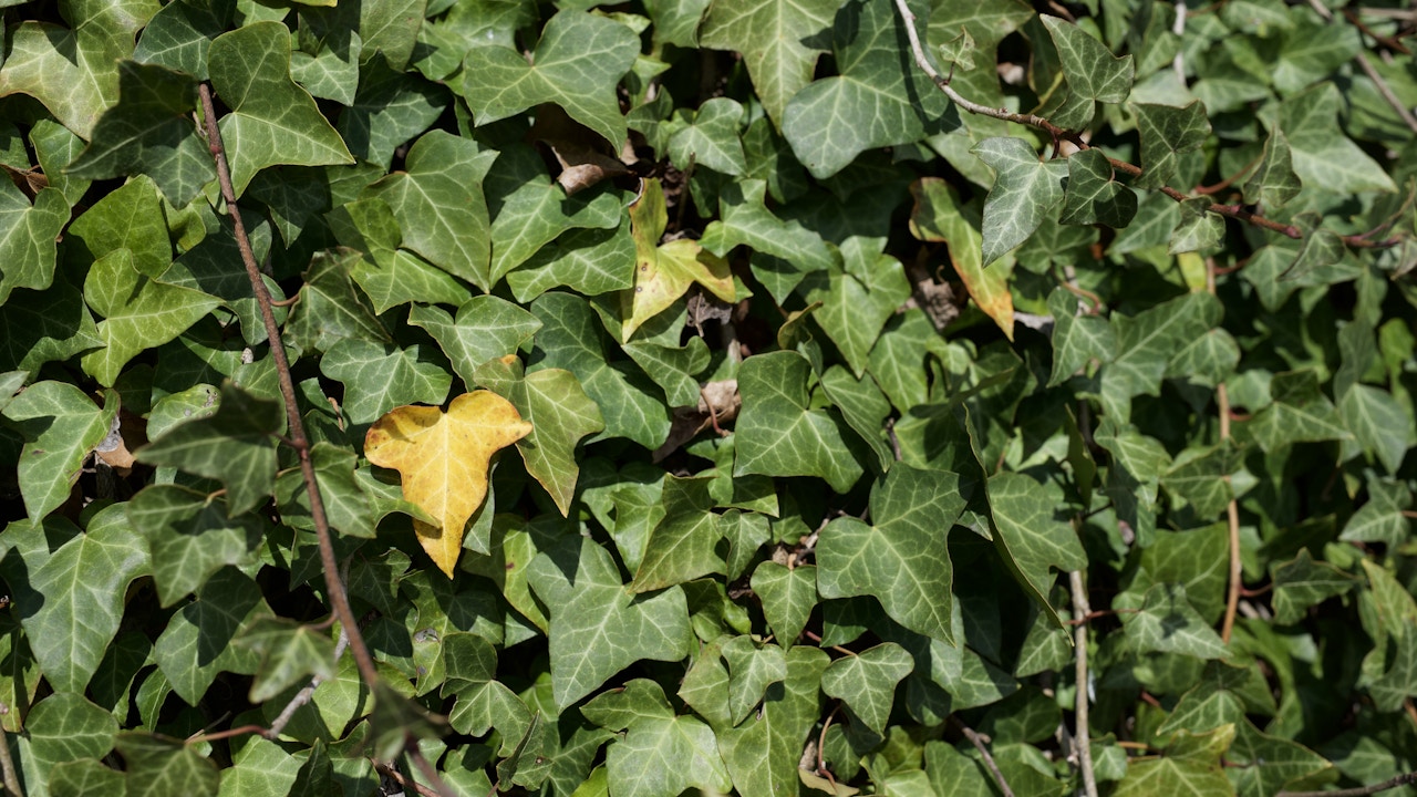 Le lierre grimpant sur les pergolas renforce la biodiversité: grâce à son offre acyclique de fleurs et de baies, il est particulièrement précieux pour la biodiversité.