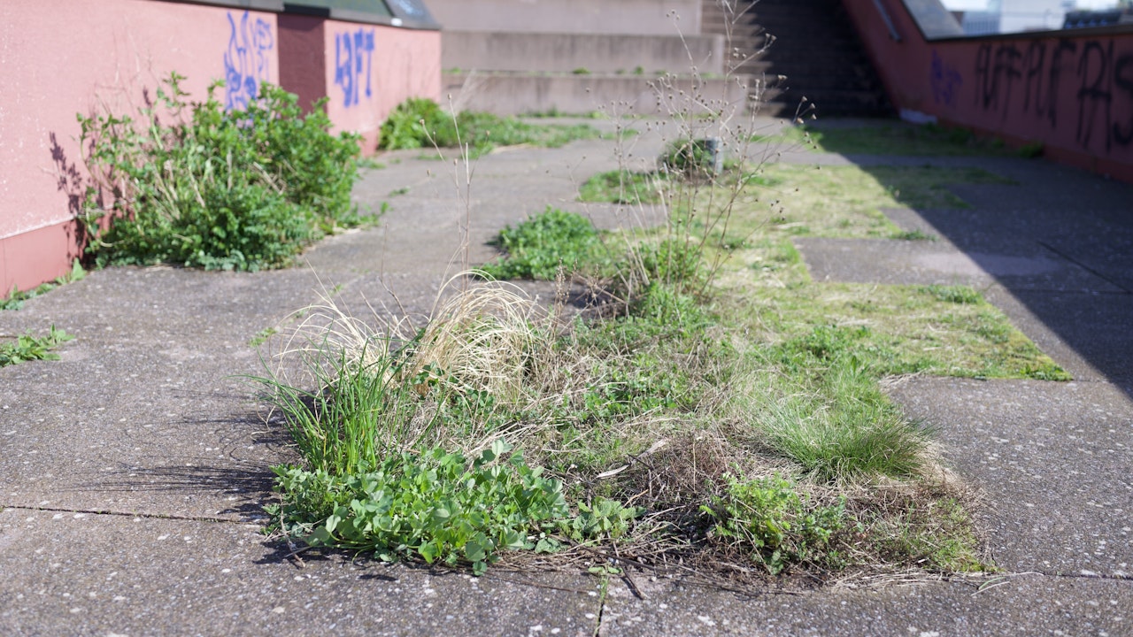 Begrünung der öffentlich zugängliche Terrasse.