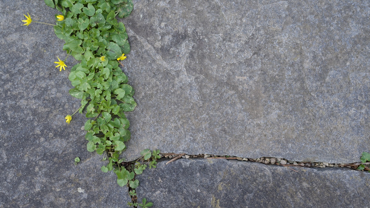 Zwischen den Steinplatten wachsen Pflanzen und lockern die Fläche optisch auf.