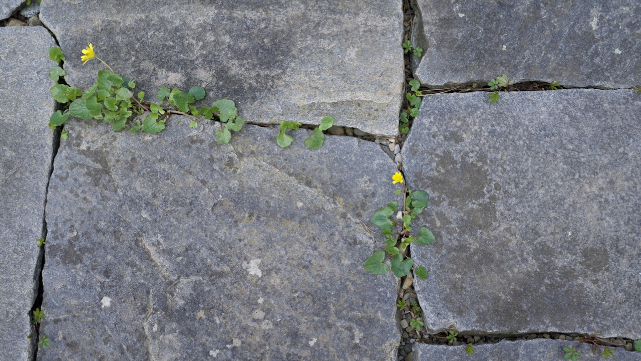 Kleine Pflanzen in den Fugen bieten Lebensraum für Insekten und strukturieren versickerungsfähige Wege.