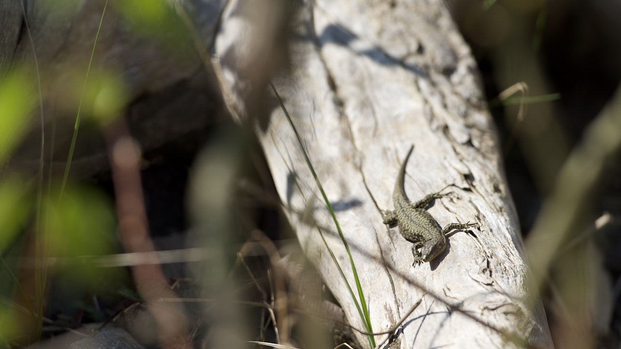 Eidechsen sind bei warmem Wetter flink, werden aber bei kühlen Temperaturen zu leichter Beute.
