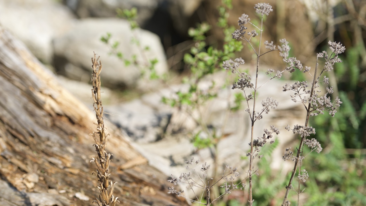 Winterquartier für kleine Tiere und Insekten – trockene Pflanzenstängel, Stein- und Asthaufen helfen beim Überwintern.