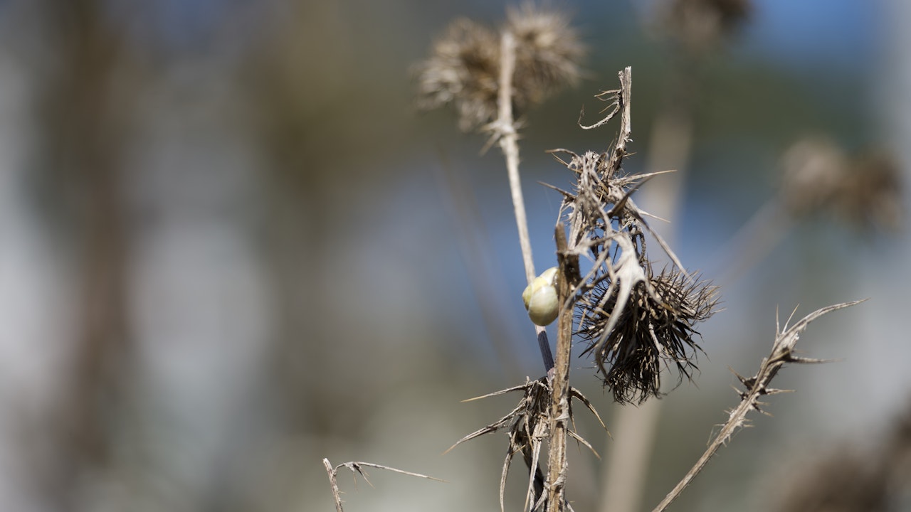 Vertrockneter Stängel als Ruheplatz für die Schnecke