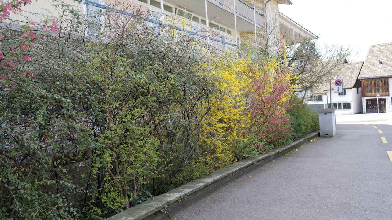 Die Pflanzung einer Hecke mit verschiedenen heimischen Sträuchern fördert die Artenvielfalt.