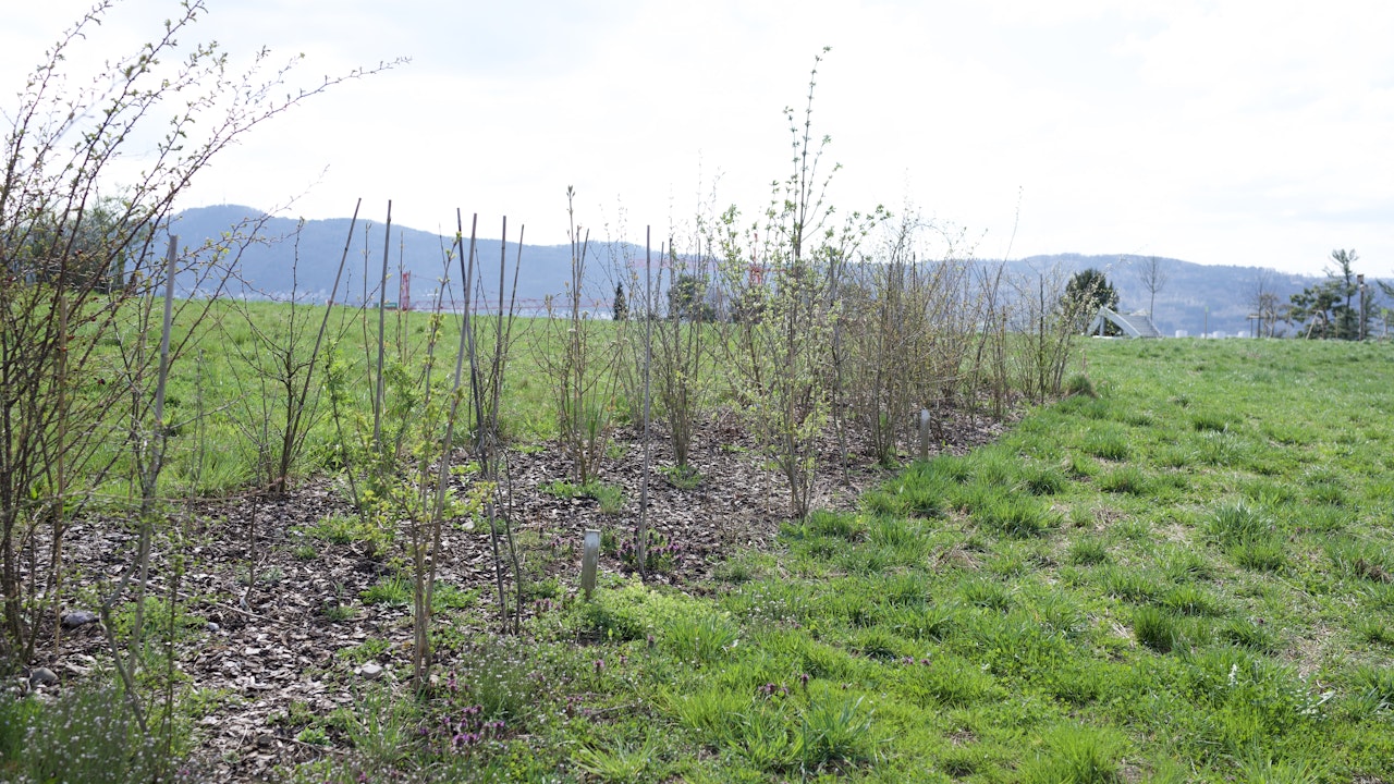 Die Hecke ist im frühen Frühjahr noch kahl, bald folgen Blätter und Blüten.