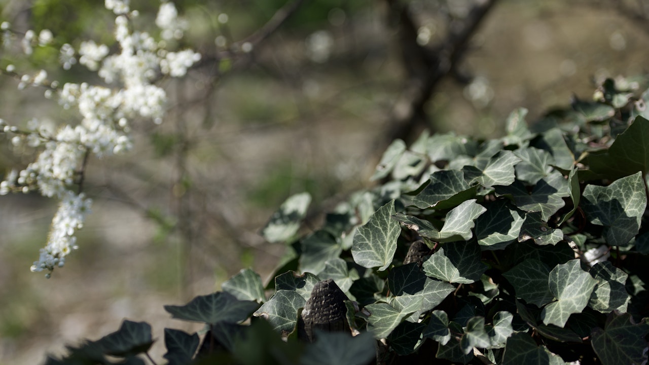 Eine Hecke aus Schwarzdorn und Efeu bietet dichten Sichtschutz und Lebensraum.