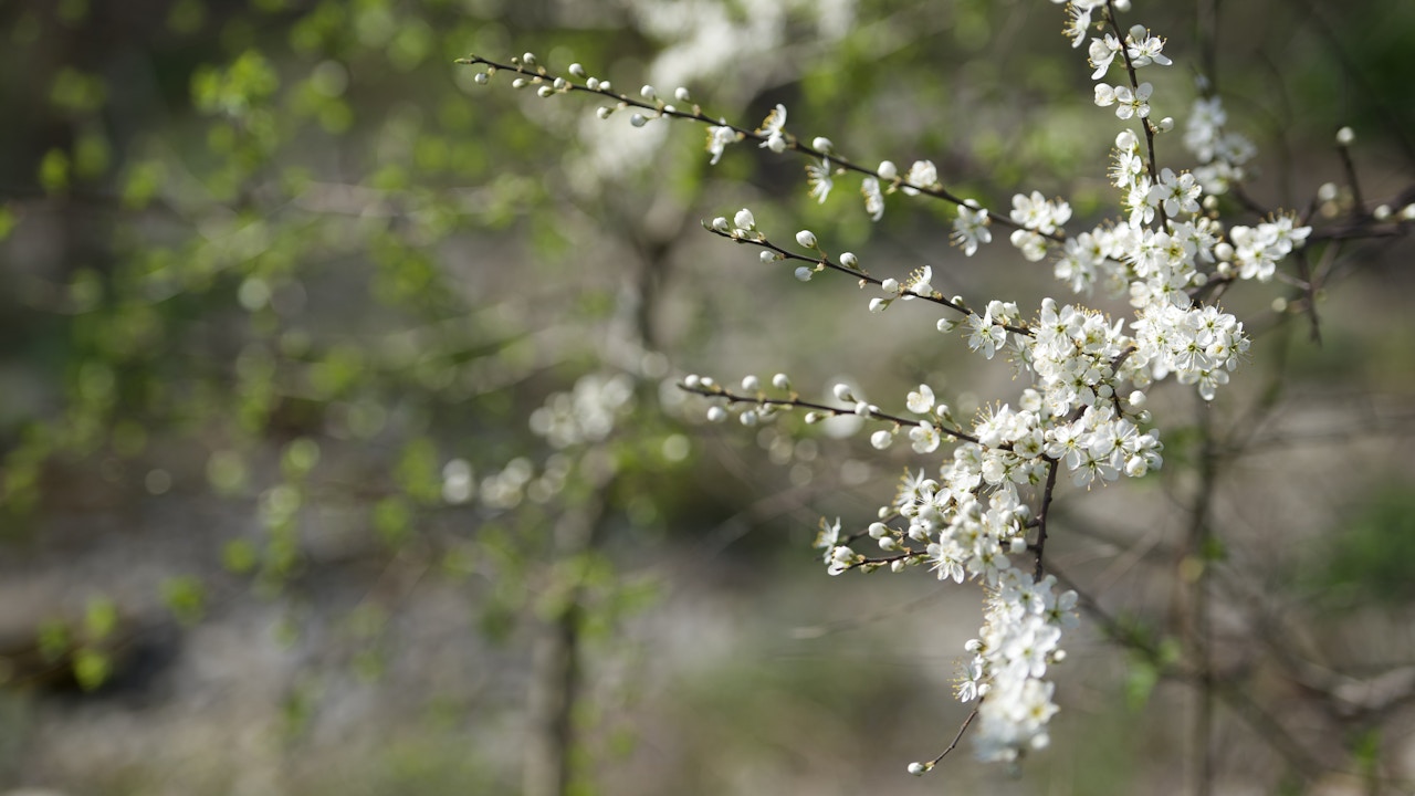 Le prunellier fleurit tôt dans l’année et apporte ses premières couleurs à la haie.