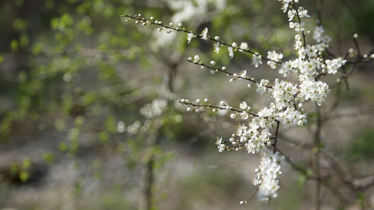Der Schwarzdorn blüht früh im Jahr und bringt erste Farbe in die Hecke.