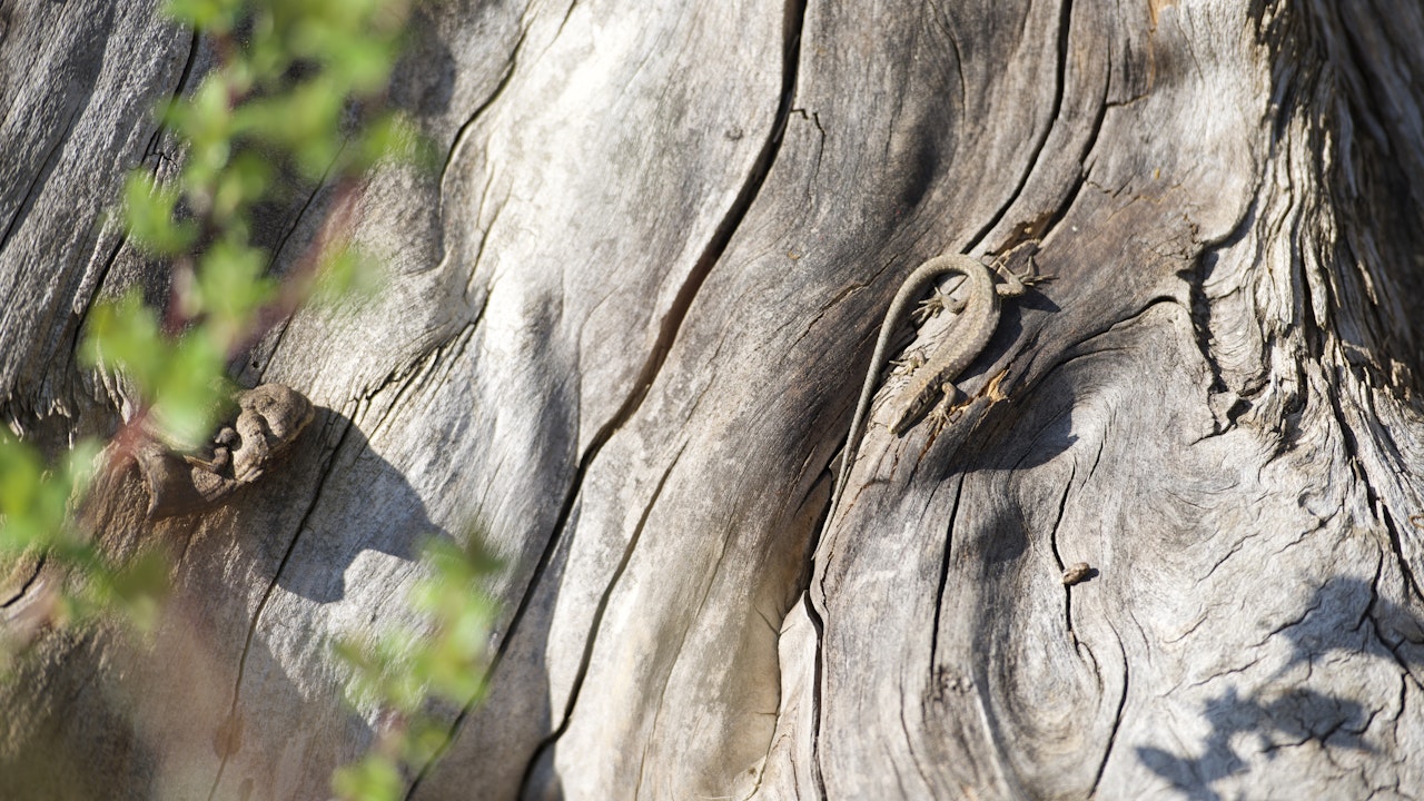 Eine Eidechse sonnt sich auf einem Stück Totholz.