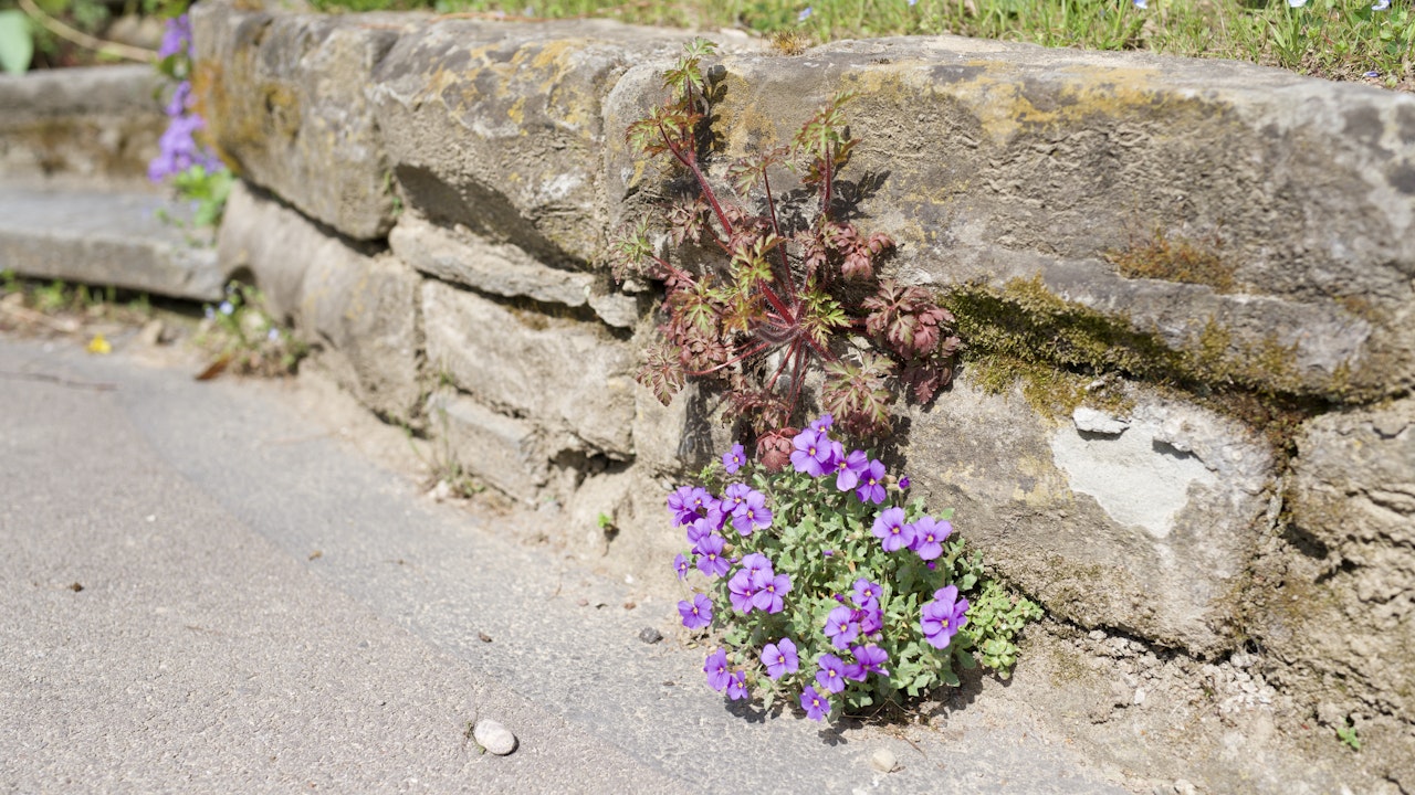 Offene Stellen in der Mauer werden von Pflanzen besiedelt.