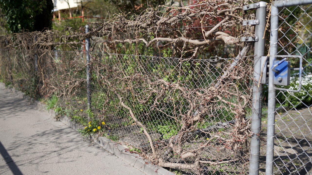 Bewachsene Zäune sind natürlicher Sichtschutz und zugleich Lebensraum für Insekten und Vögel – schön und nützlich zugleich.